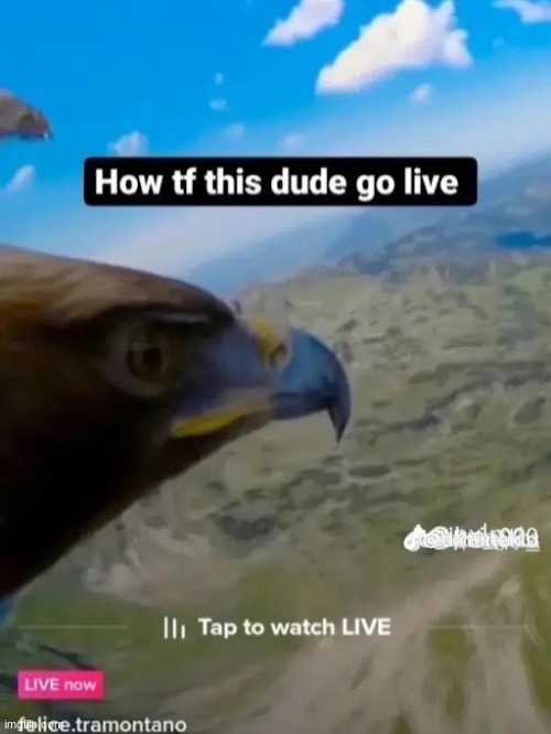 bro really think this is angry birds XD | made w/ Imgflip meme maker