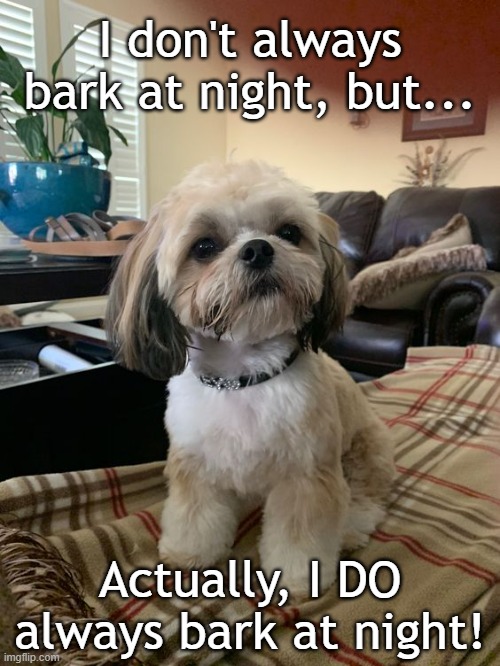I don't always bark at night | I don't always bark at night, but... Actually, I DO always bark at night! | image tagged in shihtzu | made w/ Imgflip meme maker
