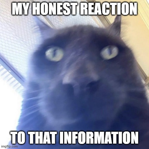 My Honest Reaction to that information | MY HONEST REACTION; TO THAT INFORMATION | image tagged in fun,cat | made w/ Imgflip meme maker