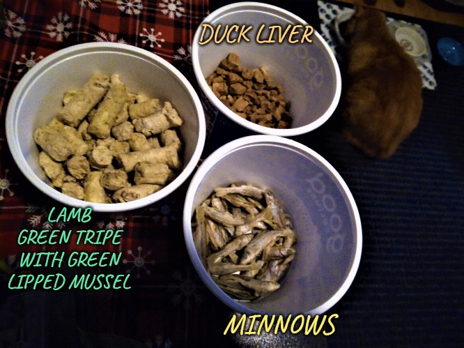 Treat Time for Nova Cat (2.26.23) | DUCK LIVER; LAMB GREEN TRIPE WITH GREEN LIPPED MUSSEL; MINNOWS | image tagged in cats,photography,pets,petlovers | made w/ Imgflip meme maker
