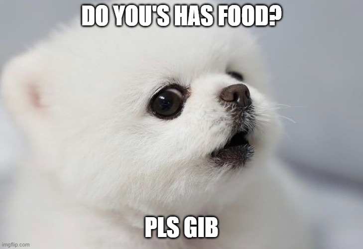 hungry | DO YOU'S HAS FOOD? PLS GIB | image tagged in dog | made w/ Imgflip meme maker