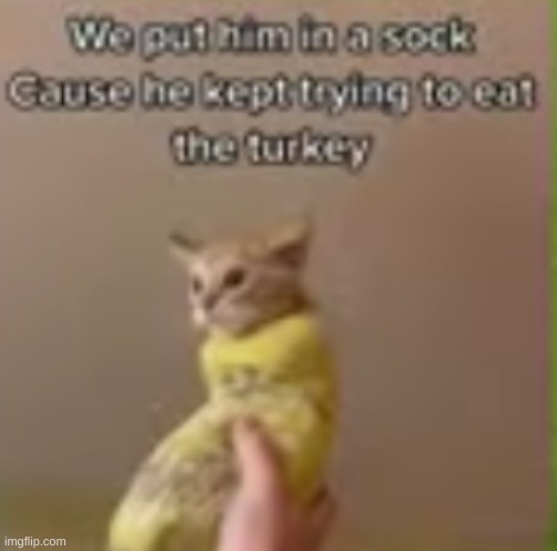 Sock | image tagged in memes,shitpost,cats,oh wow are you actually reading these tags | made w/ Imgflip meme maker