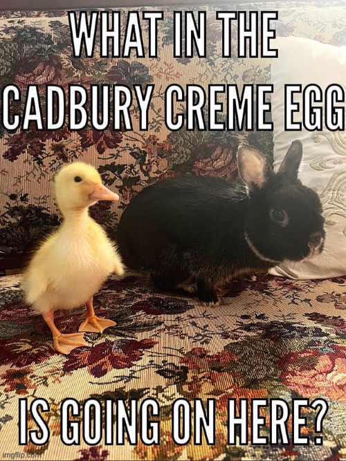 image tagged in ducks,bunnies,animals,wholesome,wholesome content,memes | made w/ Imgflip meme maker