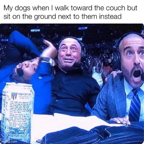 Their level of excitement is unparalleled. | image tagged in wholesome,excitement,wholesome content,dogs,memes,funny | made w/ Imgflip meme maker