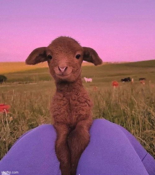 Cute little lamb :) | image tagged in lamb,memes,little lamb,cute,aww,animals | made w/ Imgflip meme maker