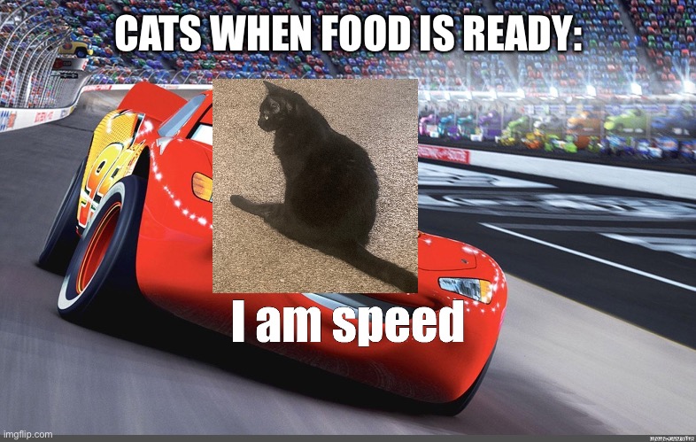 “Neville dinner time” Me: sees black blob “yea he is finished eating | CATS WHEN FOOD IS READY: | image tagged in i am speed,cat | made w/ Imgflip meme maker