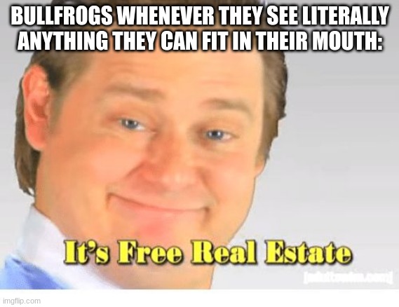 and by real estate, I mean food. | BULLFROGS WHENEVER THEY SEE LITERALLY ANYTHING THEY CAN FIT IN THEIR MOUTH: | image tagged in it's free real estate,bullfrog,frog | made w/ Imgflip meme maker