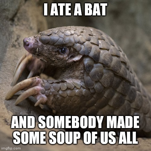 Covid-19; Original Conspiracy Theory | I ATE A BAT; AND SOMEBODY MADE SOME SOUP OF US ALL | image tagged in pangolin,censored,crazy,xenophobia,racist | made w/ Imgflip meme maker
