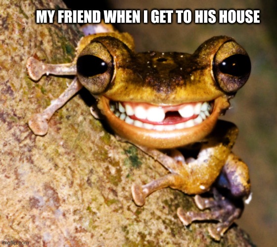 MY FRIEND WHEN I GET TO HIS HOUSE | image tagged in funny frog | made w/ Imgflip meme maker