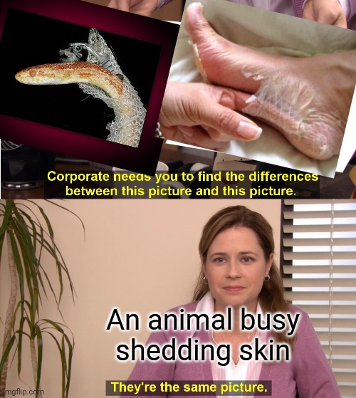 Shedding skin- must unsee now | An animal busy shedding skin | image tagged in memes,they're the same picture | made w/ Imgflip meme maker