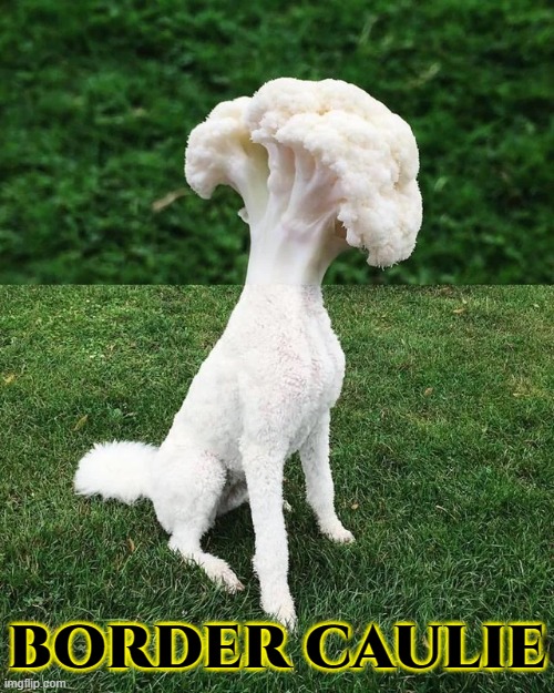 Dog Breeds for Vegans | BORDER CAULIE | image tagged in vince vance,dogs,cauliflower,vegan,memes,photoshop | made w/ Imgflip meme maker