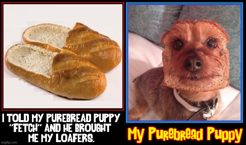 Dog-Tired Jokes | My Purebread Puppy; I TOLD MY PUREBREAD PUPPY
''FETCH'' AND HE BROUGHT 
ME MY LOAFERS. | image tagged in vince vance,dogs,memes,pure breed,doge bread,bread | made w/ Imgflip meme maker