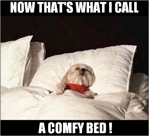 Snooze Time ! | NOW THAT'S WHAT I CALL; A COMFY BED ! | image tagged in dogs,now thats what i call,sleeping | made w/ Imgflip meme maker