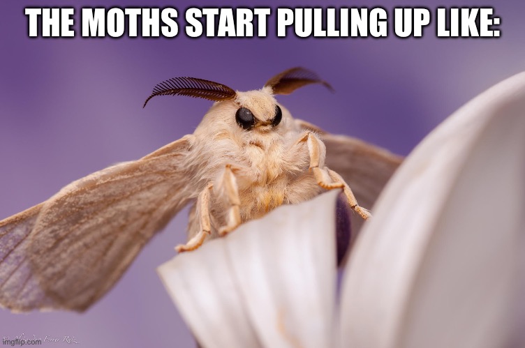 outraged moth | THE MOTHS START PULLING UP LIKE: | image tagged in outraged moth | made w/ Imgflip meme maker