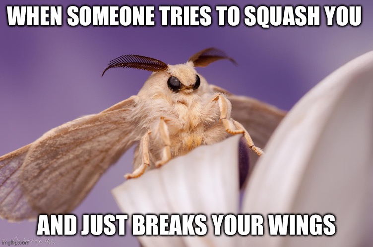 outraged moth | WHEN SOMEONE TRIES TO SQUASH YOU AND JUST BREAKS YOUR WINGS | image tagged in outraged moth | made w/ Imgflip meme maker