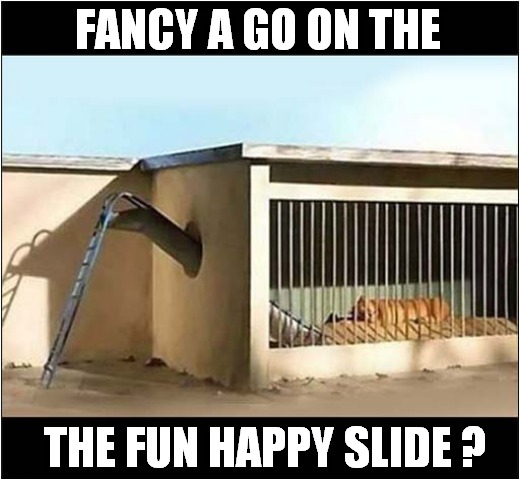 A Once In A Lifetime Experience Awaits ... | FANCY A GO ON THE; THE FUN HAPPY SLIDE ? | image tagged in slide,lion,dark humour | made w/ Imgflip meme maker
