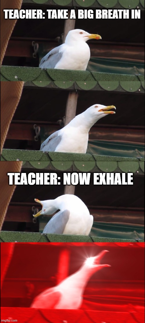 Inhaling Seagull Meme | TEACHER: TAKE A BIG BREATH IN; TEACHER: NOW EXHALE | image tagged in memes,inhaling seagull | made w/ Imgflip meme maker