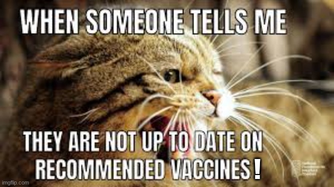 i hate shots | ! | image tagged in cat,shots | made w/ Imgflip meme maker