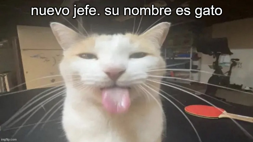 Gato meme - Imgflip