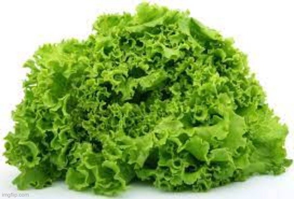 lettuce | image tagged in lettuce | made w/ Imgflip meme maker