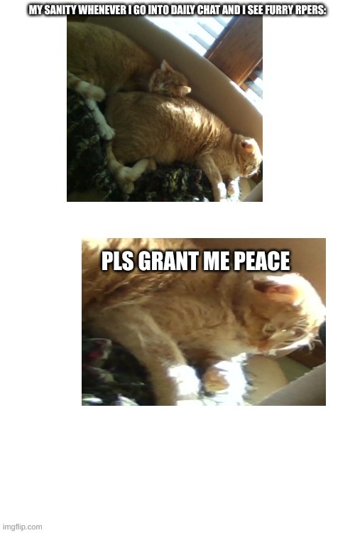 Help Me Cat | MY SANITY WHENEVER I GO INTO DAILY CHAT AND I SEE FURRY RPERS: | image tagged in help me cat | made w/ Imgflip meme maker