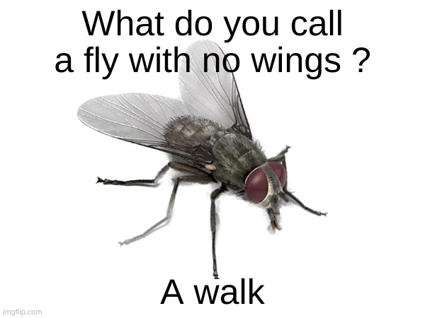 Saw that in Yt Shorts | What do you call a fly with no wings ? A walk | image tagged in eyeroll,fly,flies,walking | made w/ Imgflip meme maker