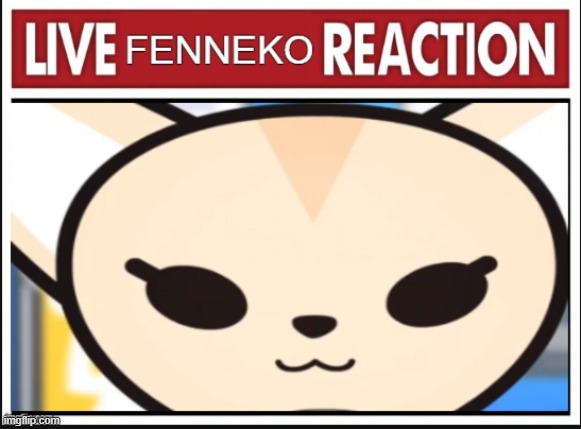 image tagged in live fenneko reaction | made w/ Imgflip meme maker