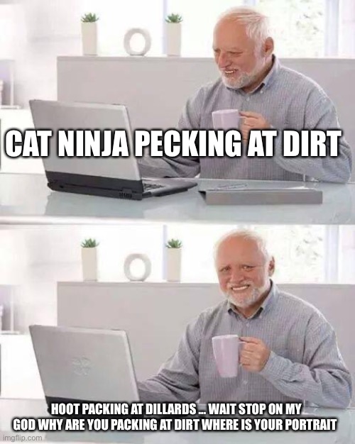 Hide the Pain Harold | CAT NINJA PECKING AT DIRT; HOOT PACKING AT DILLARDS … WAIT STOP ON MY GOD WHY ARE YOU PACKING AT DIRT WHERE IS YOUR PORTRAIT | image tagged in memes,hide the pain harold | made w/ Imgflip meme maker