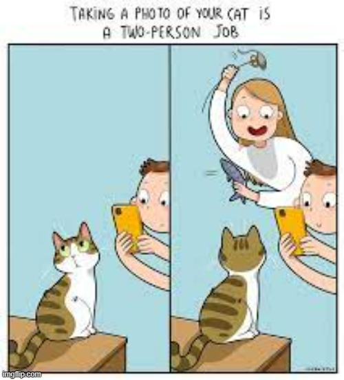 A Cat Lady's Way Of Thinking | image tagged in memes,comics,cat lady,look at all these,take that,picture | made w/ Imgflip meme maker