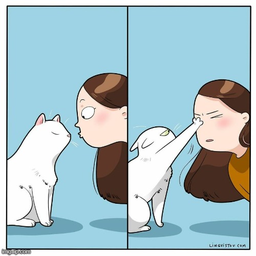 A Cats Way Of Thinking | image tagged in memes,comics,human,now kiss,cats,its not going to happen | made w/ Imgflip meme maker