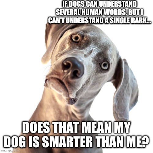Smart dog | IF DOGS CAN UNDERSTAND SEVERAL HUMAN WORDS, BUT I CAN’T UNDERSTAND A SINGLE BARK…; DOES THAT MEAN MY DOG IS SMARTER THAN ME? | image tagged in dog | made w/ Imgflip meme maker