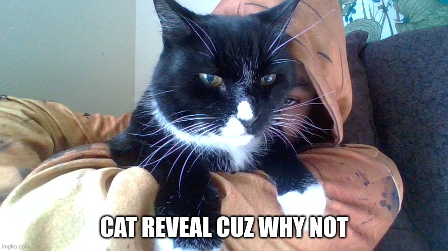 CAT REVEAL CUZ WHY NOT | made w/ Imgflip meme maker