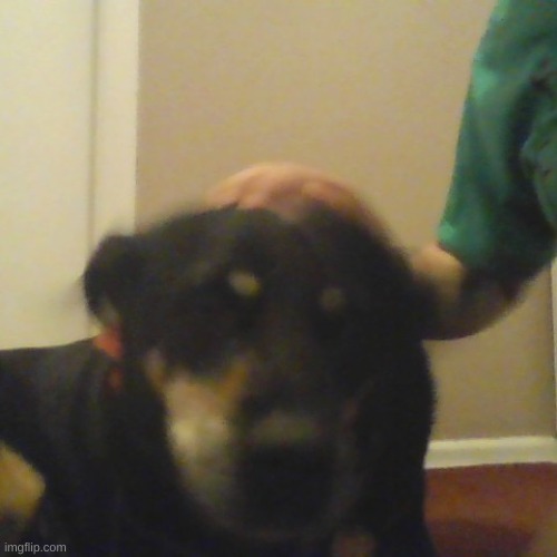 more dog | made w/ Imgflip meme maker