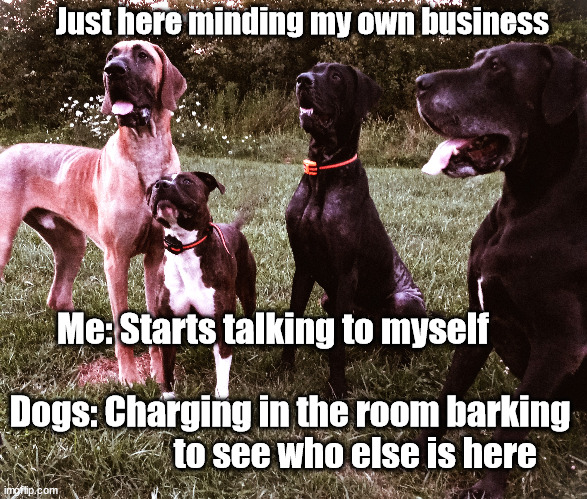 Nosy Dogs | Just here minding my own business; Me: Starts talking to myself      
                               Dogs: Charging in the room barking                    to see who else is here | image tagged in dogs,pets,crazy dogs,nosy dogs,fun | made w/ Imgflip meme maker