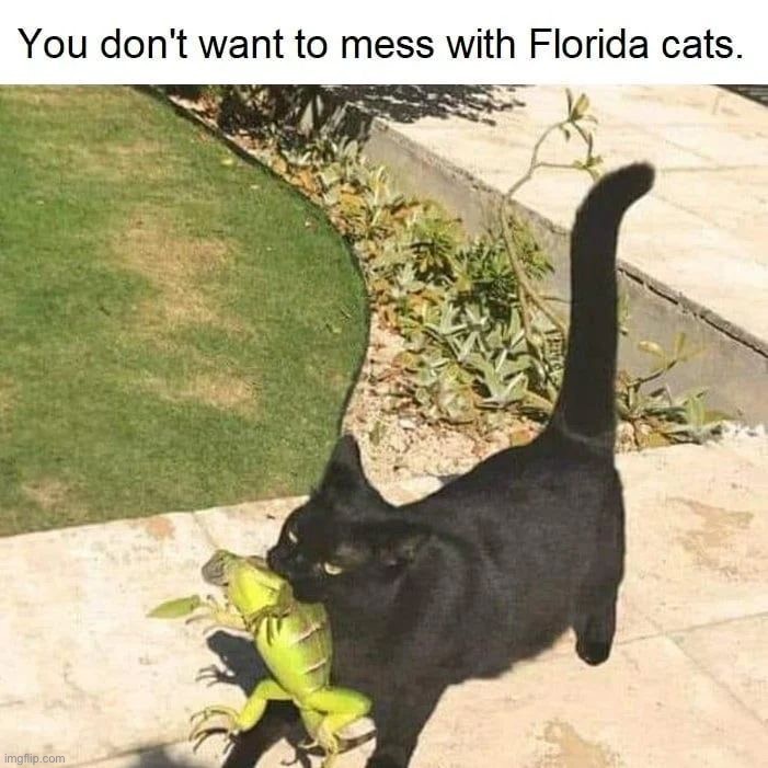 image tagged in memes,funny,cats | made w/ Imgflip meme maker