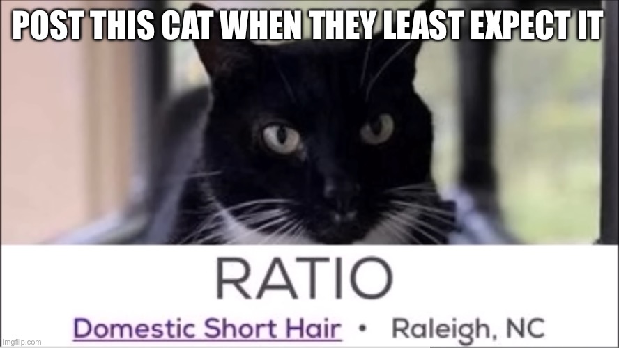 Ratioed | POST THIS CAT WHEN THEY LEAST EXPECT IT | image tagged in ratio cat | made w/ Imgflip meme maker