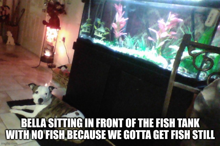 bellaaaaaaaaa | BELLA SITTING IN FRONT OF THE FISH TANK WITH NO FISH BECAUSE WE GOTTA GET FISH STILL | image tagged in dogs | made w/ Imgflip meme maker