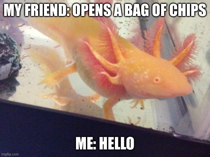 I want chips | MY FRIEND: OPENS A BAG OF CHIPS; ME: HELLO | image tagged in axolotl | made w/ Imgflip meme maker