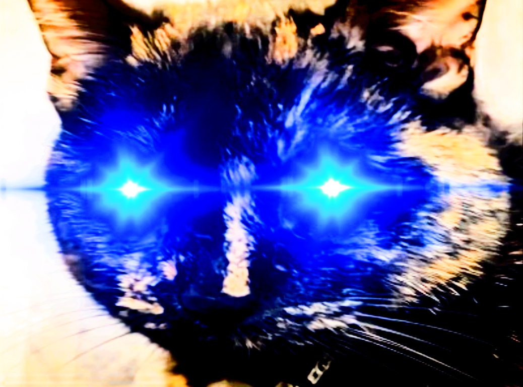 Overstimulated cat Blank Meme Template