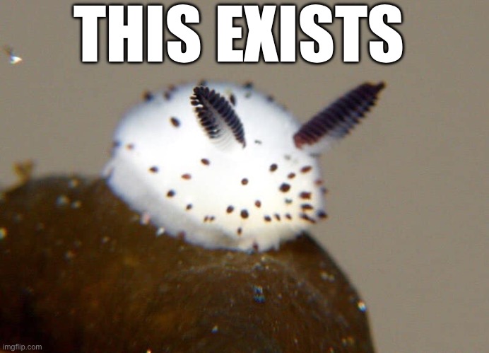 It’s a sea bunny and I NEED ONE | THIS EXISTS | image tagged in sea bunny,bunny,cute | made w/ Imgflip meme maker