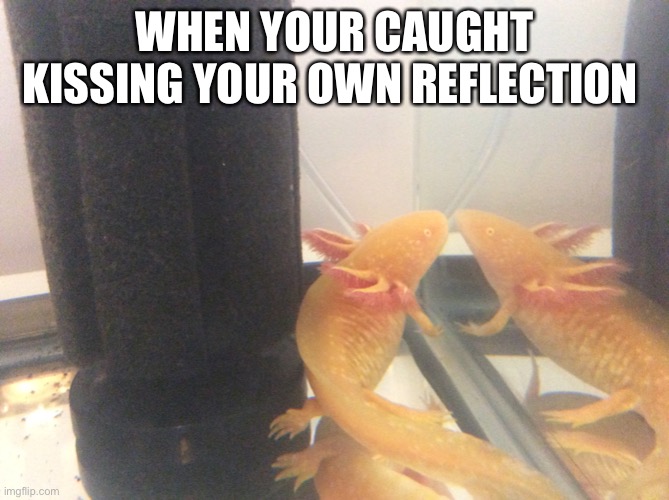 I’m so beautiful | WHEN YOUR CAUGHT KISSING YOUR OWN REFLECTION | image tagged in axolotl | made w/ Imgflip meme maker