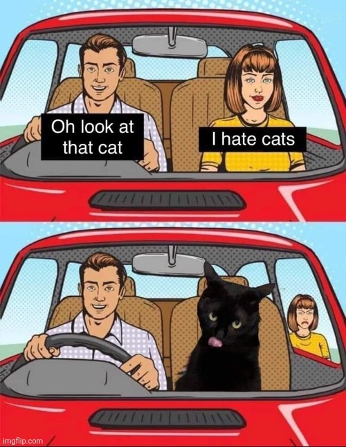 All black cats share one brain cell | image tagged in cats,black cat | made w/ Imgflip meme maker