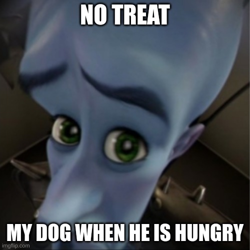 no treat dog | NO TREAT; MY DOG WHEN HE IS HUNGRY | image tagged in megamind peeking | made w/ Imgflip meme maker