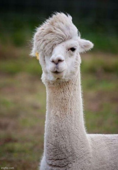 Emo Llama | image tagged in emo llama | made w/ Imgflip meme maker