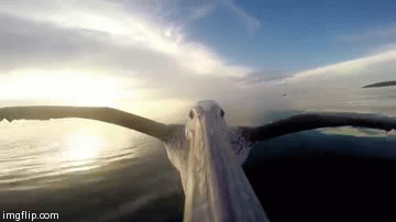 Fly Pelican Fly! - Imgflip