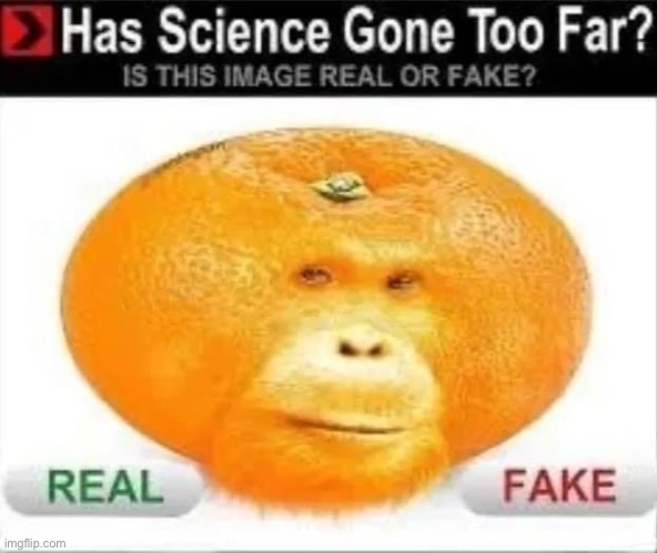 WTF | image tagged in monke,cursed image,cursed | made w/ Imgflip meme maker