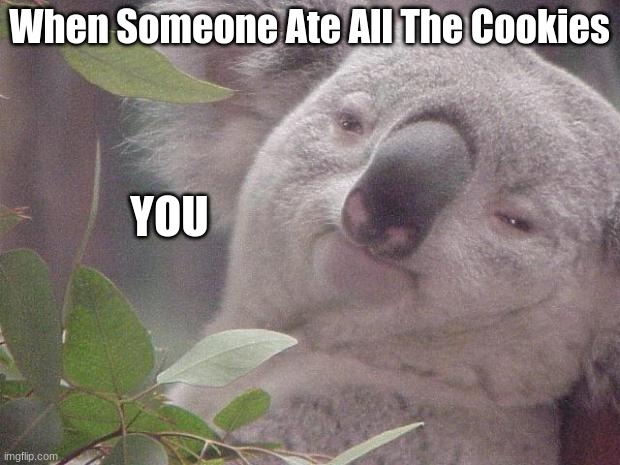 This happens to me all the time | When Someone Ate All The Cookies; YOU | image tagged in dank koala | made w/ Imgflip meme maker