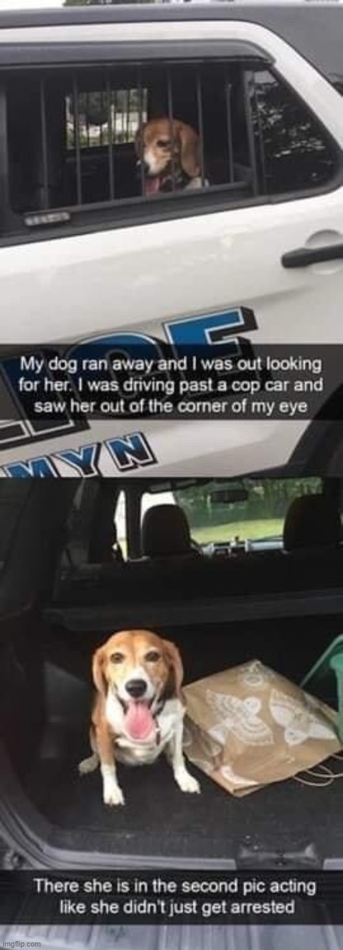 image tagged in dogs | made w/ Imgflip meme maker