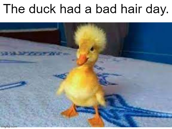 Bad hair day | The duck had a bad hair day. | image tagged in ducks,chicks | made w/ Imgflip meme maker