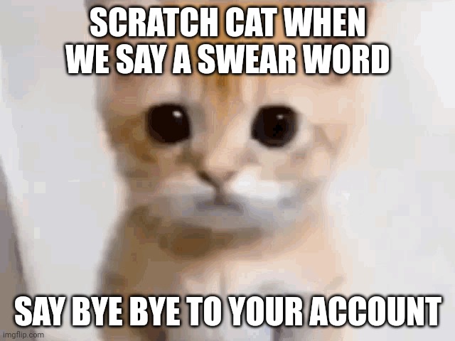 EL GATO | SCRATCH CAT WHEN WE SAY A SWEAR WORD; SAY BYE BYE TO YOUR ACCOUNT | image tagged in el gato | made w/ Imgflip meme maker